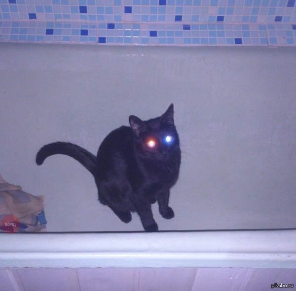 Police cat. 