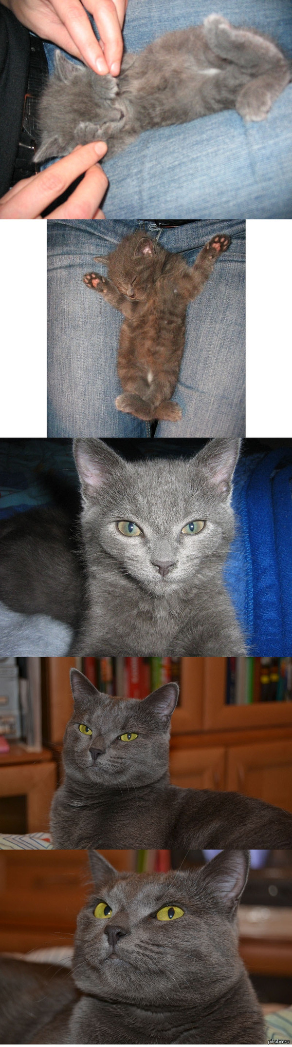 Стадии взросления моей животинки. Маленькая такая была хорошенькая, а выросло... что выросло