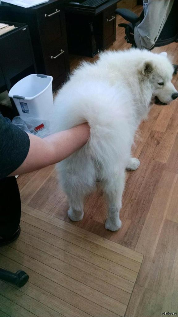 Собачка провинилась? ))