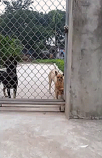 Собака на заборе. Собака через забор. Собака на заборе. Собака через забор. Собака через забор.