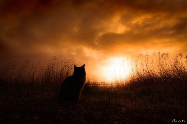 ����������� ���