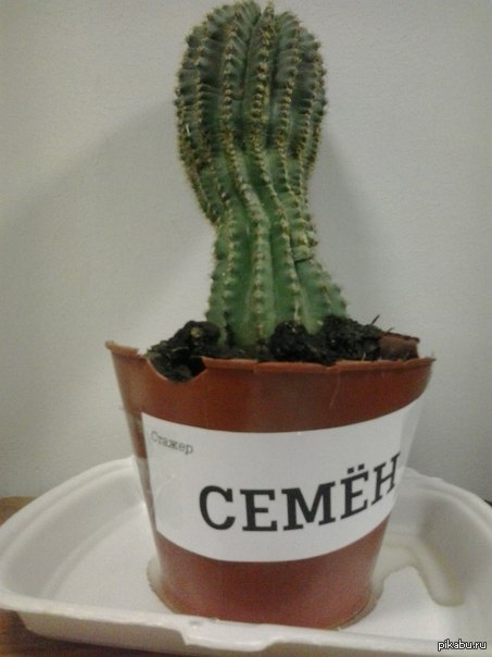 У нас в офисе тоже новый сотрудник. Его выбрасывали на помойку из соседнего офиса, но я вовремя подобрал его и "устроил на работу"