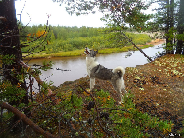 Through the expanses of the Siberian taiga - Dog, Laika, Taiga