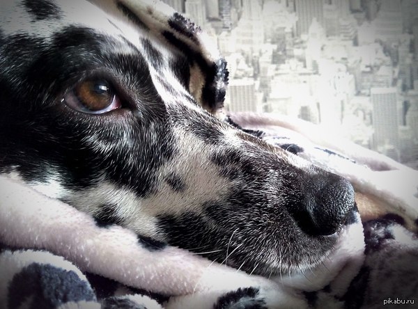 ��� ����������� :3