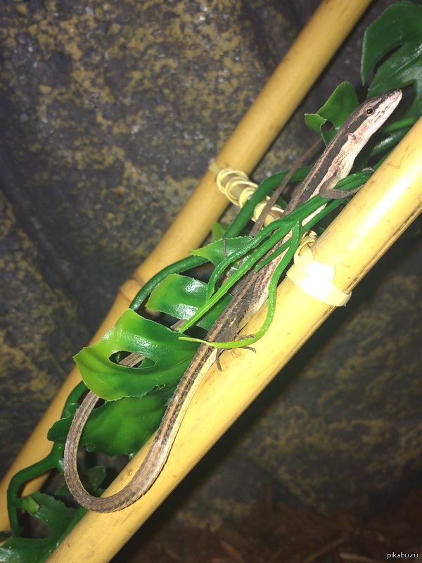 ����������)