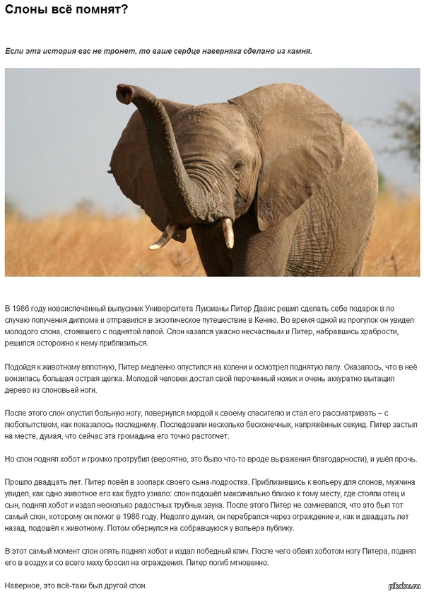Слоны всё помнят?