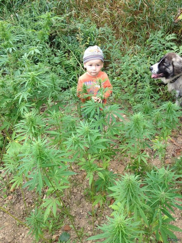 ������ ����������, ������ ������� �� ������.