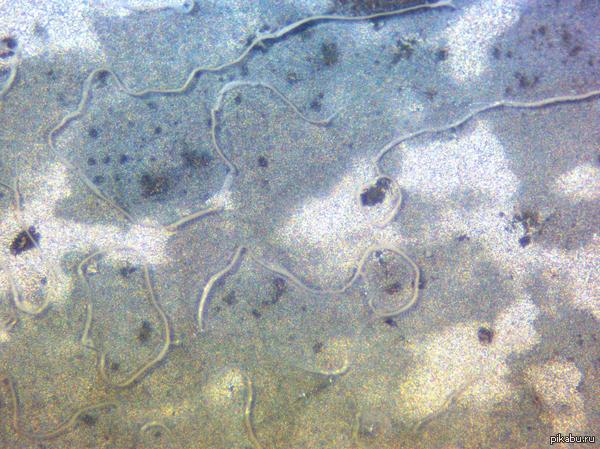 Цинковое покрытие на медной пластинке