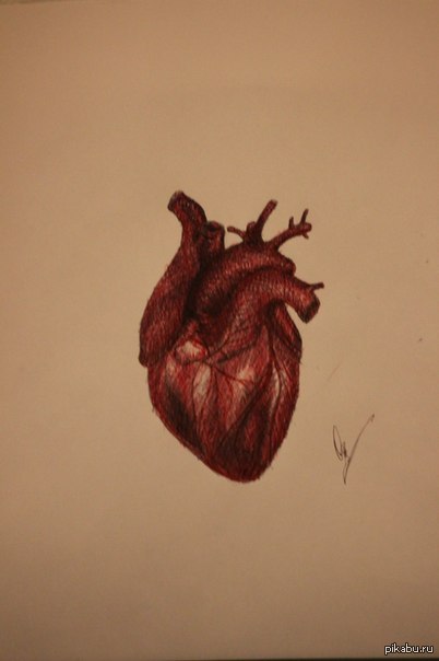 Heart 