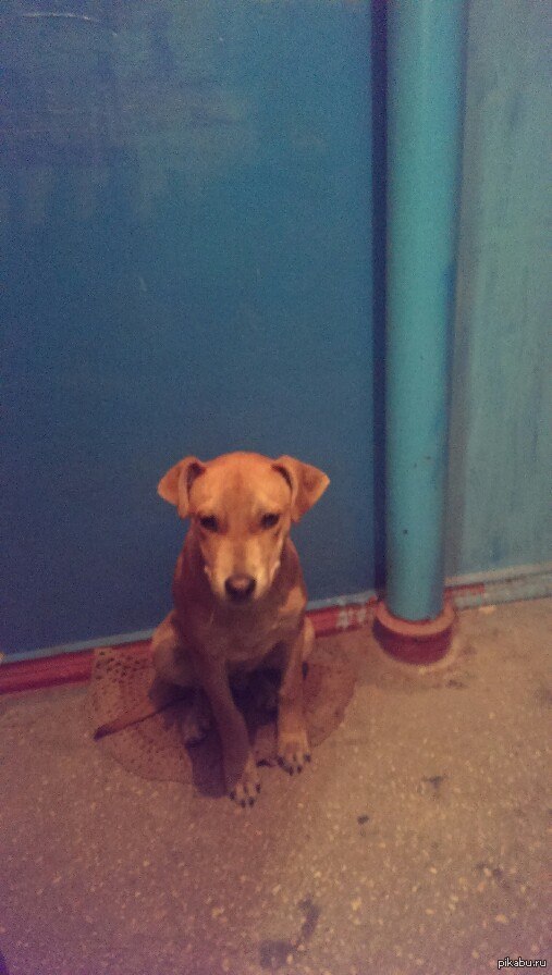 НЯШКА-СОБАКЕН