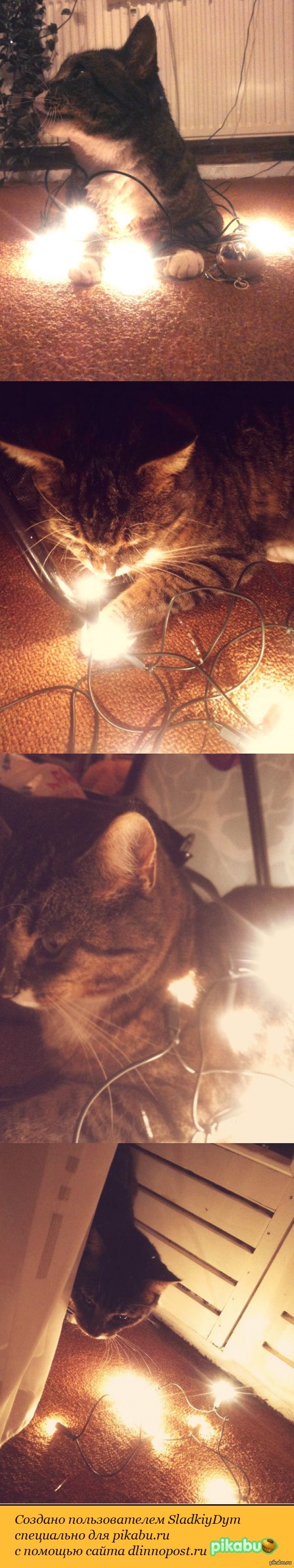 Мой предновогодний кот :)