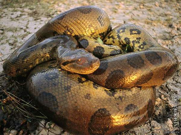 �������� ������ ��������