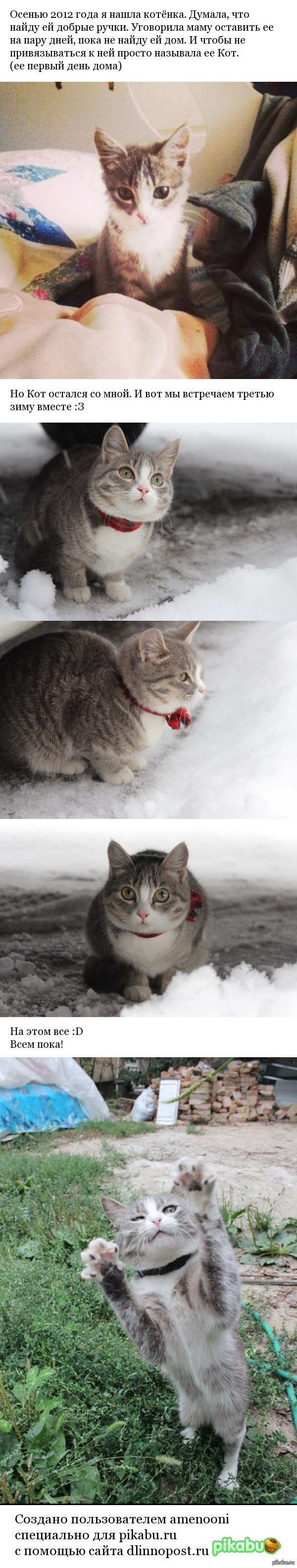 Кошка по кличке Кот