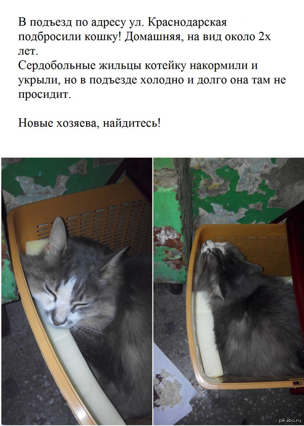 Красноярск, приюти котейку!