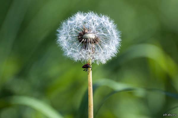 ������ ���� ������ �����