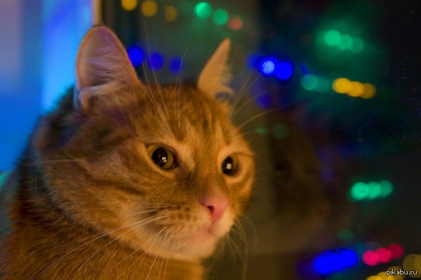 ��� ���������� ������ ����� �����