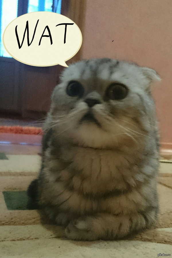 ������� WAT.