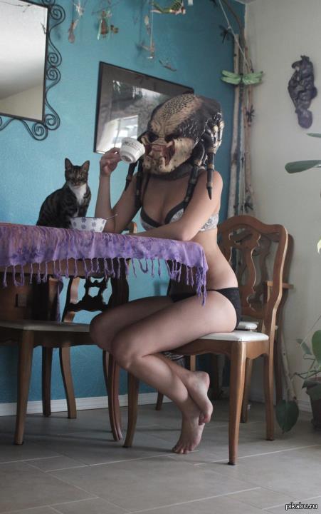 Predator, cat and seagull - NSFW, Predator, Girls, Tea, cat, Table