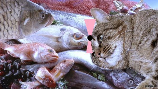 Можно кормить кота рыбой. Рыба кошка. Кот с рыбой. Котенок и рыба. Кошка любит рыбу.