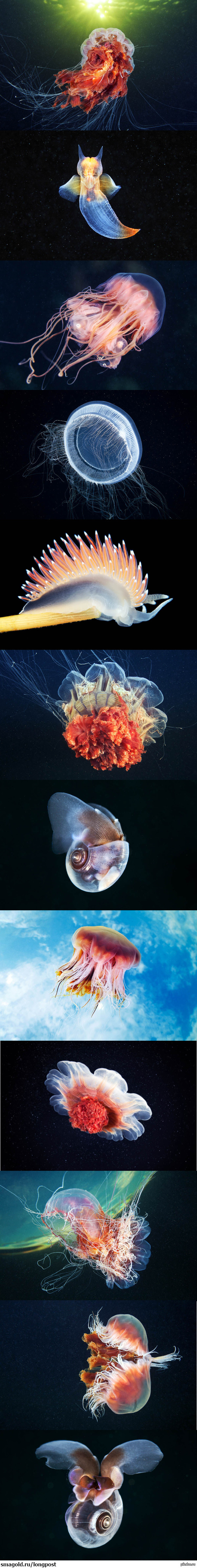 Подводный космос Ч.1