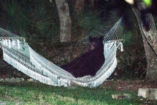 Животные потихоньку наглеют.