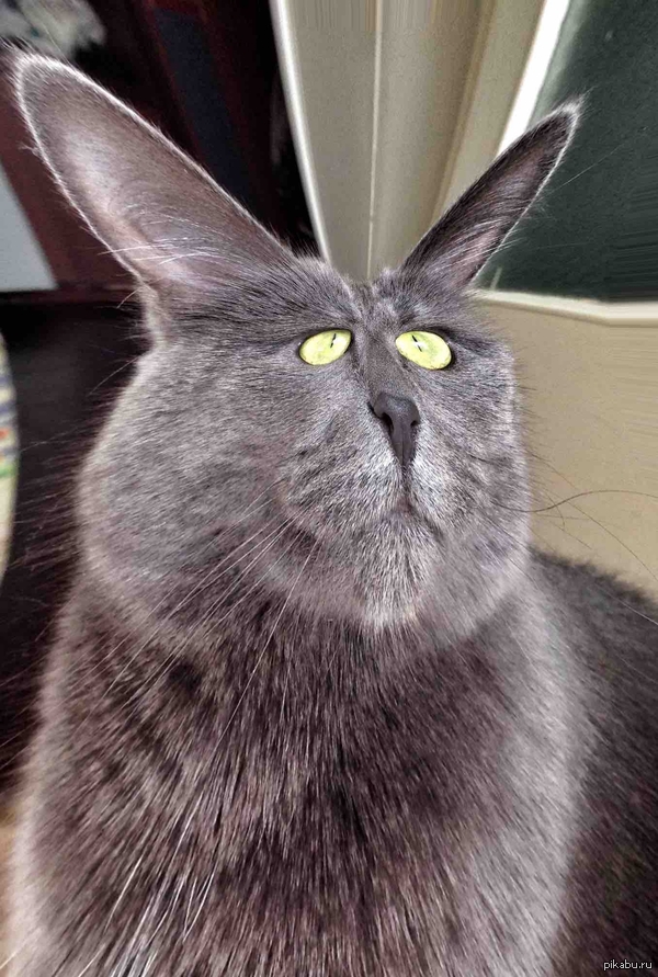 Разбавлю поток постов от экономических экспертов=) Кролекот!