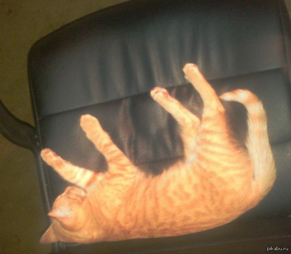 Царь....просто царь | Пикабу