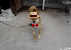 Wow. Such dance.