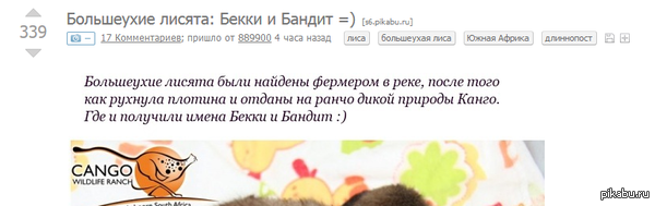     =) <a href="http://pikabu.ru/story/bolsheukhie_lisyata_bekki_i_bandit__2918421">http://pikabu.ru/story/_2918421</a>