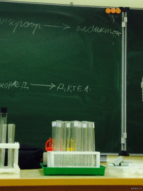 Слово "дятел".