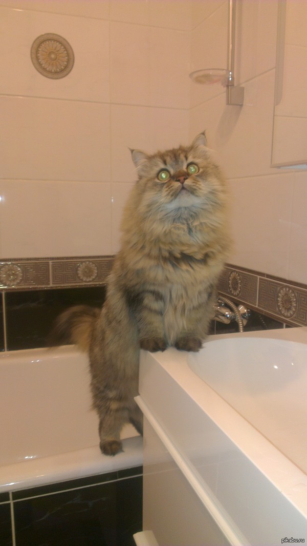 а вот и мой кот