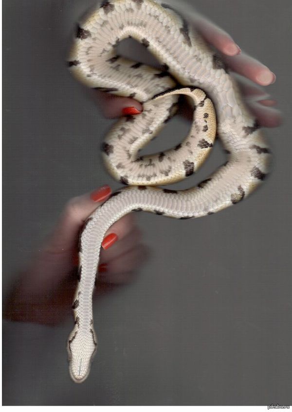 Просто отсканированная змея