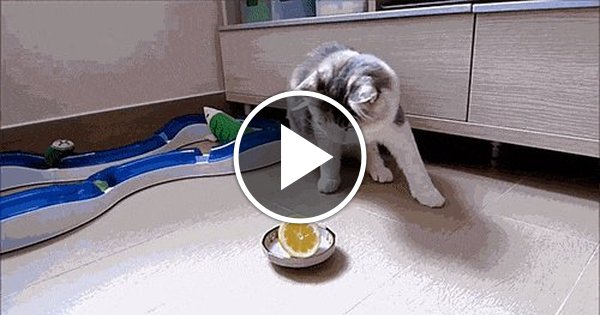 Прикольные и смешные гифки