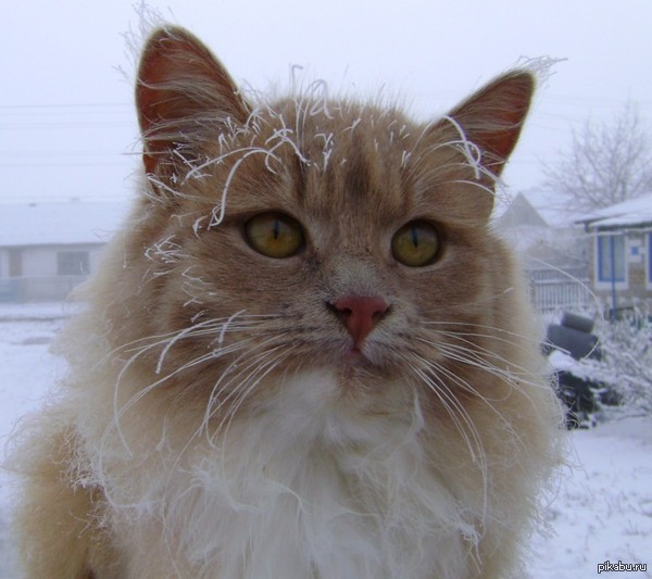 Yakutsk... -43 degrees! - cat, Yakutsk, Tag, freezing, Winter
