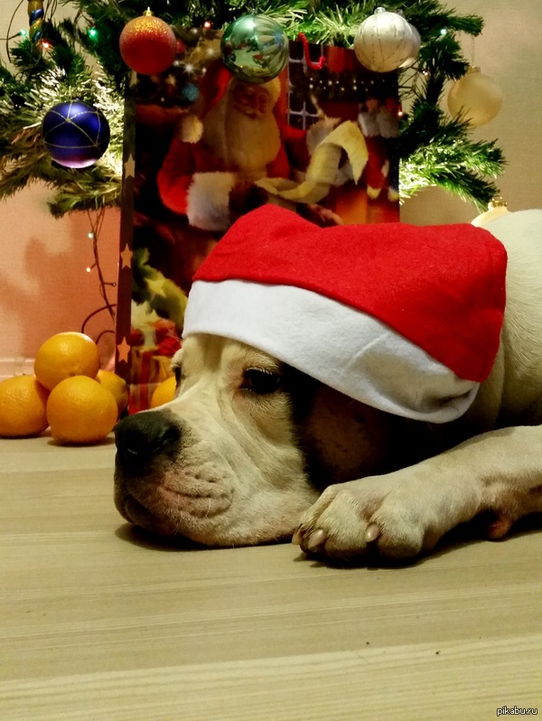 This is Vasilisa :) Happy New Year everyone! - My, Dog, New Year, Holidays, Vacation, Weekend, Milota