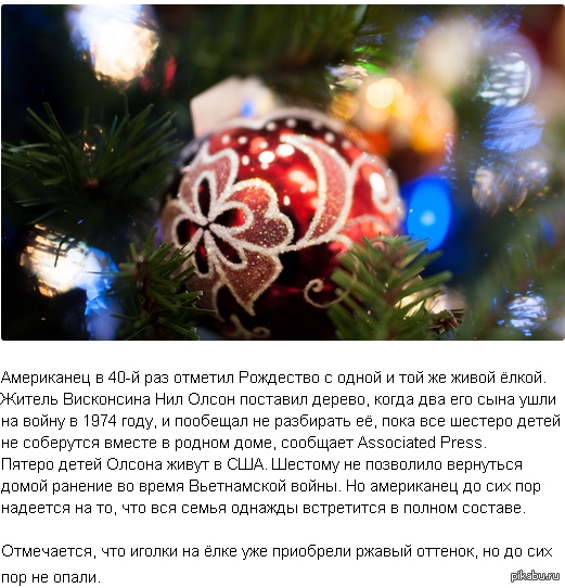 Американец в 40-й раз отметил Рождество с одной и той же живой ёлкой.