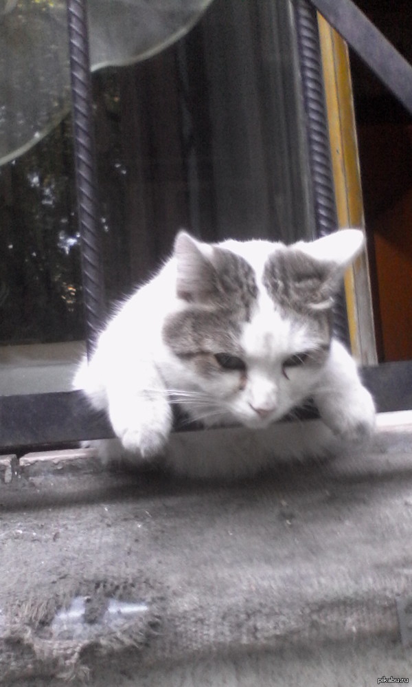 Как-то встретил вот такого грустного котофея.