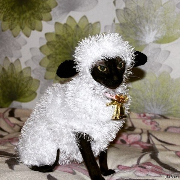 ������ ������ �����, ��� � ����