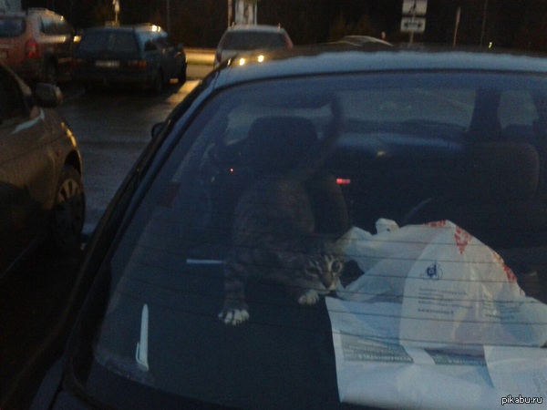 Кот в автомобиле