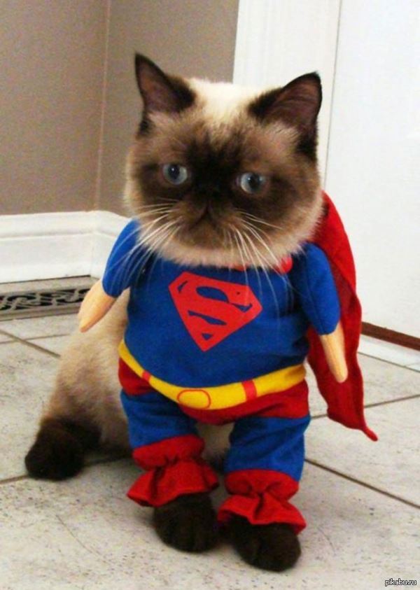 Невероятно круто. Супер кошка. Коты Супергерои. Кот герой. Кошка Супергерой.
