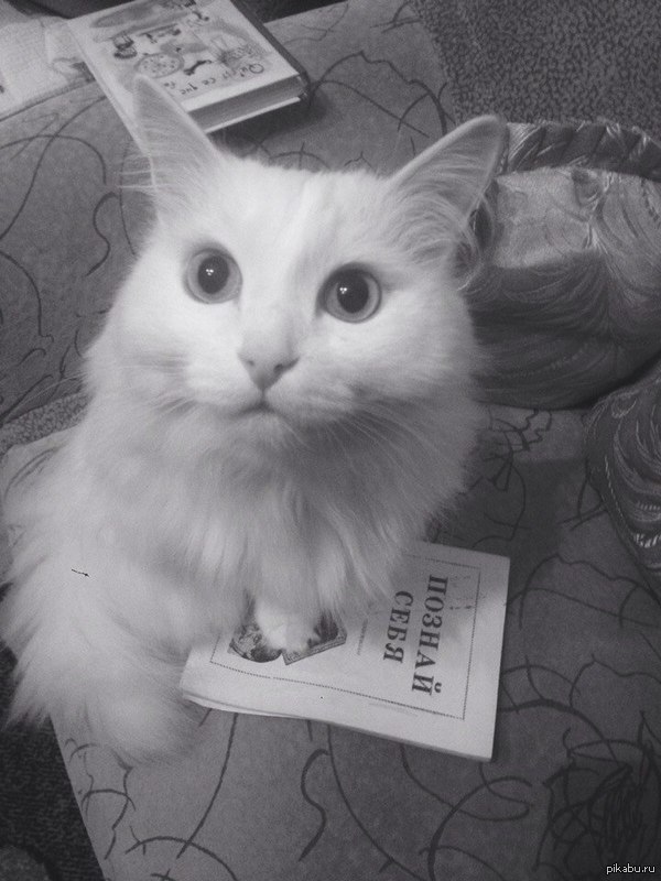 �������, ������