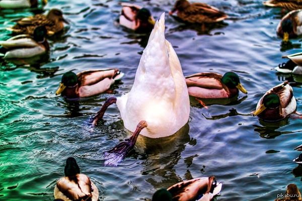 ������ ������� ������ �������� ���������� � �����