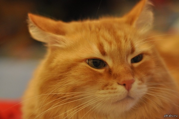 Наш красавец.