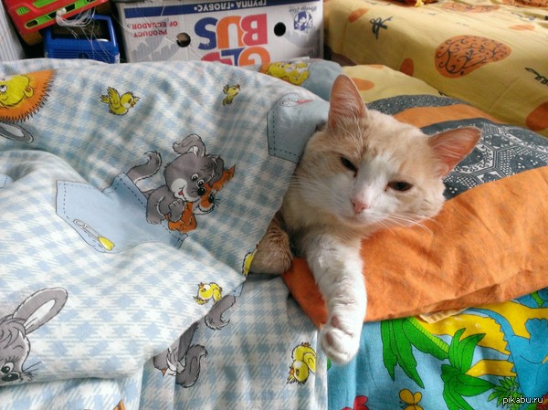 Это Барсик и он отдыхает.