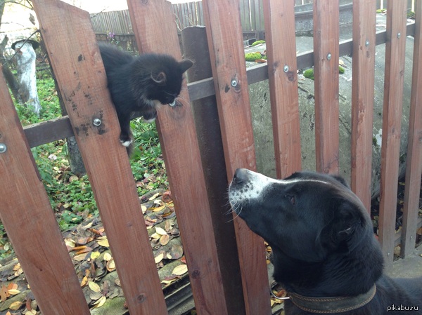 Batman ���������� ��������