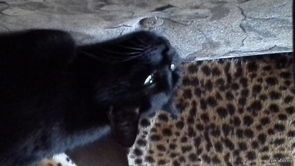 ���� ������, ������ ������...