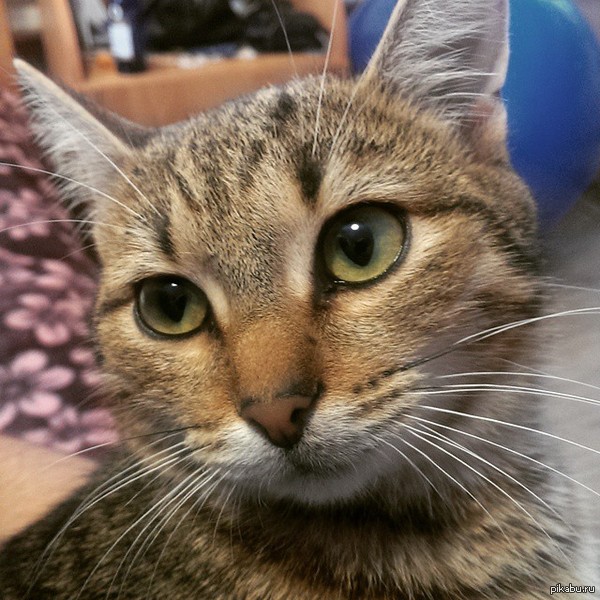 Красивый кот Партос