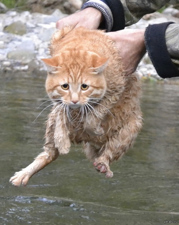 Пойдем в поход говорили они, будет весело говорили они