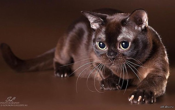 Может кто знает какая порода?