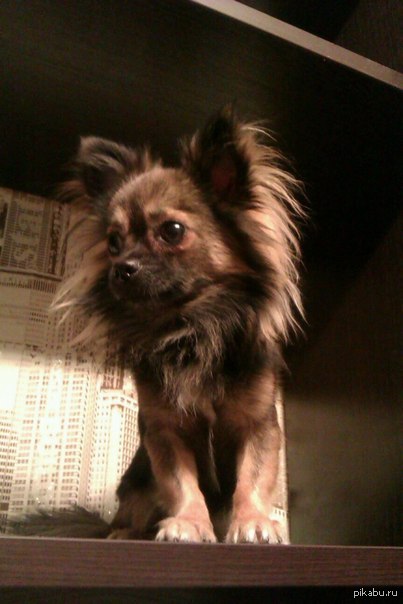 Альтернатива котикам